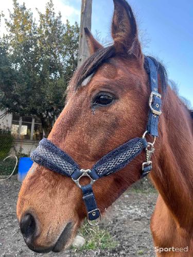 Equitation - Licol moumoute bleu  - photo 4