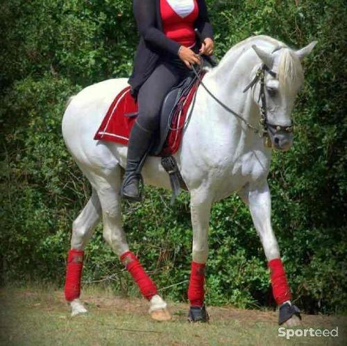 Equitation - Bandes cheval - photo 4