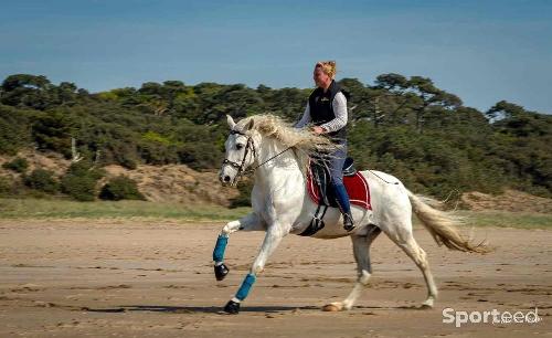 Equitation - Bandes bleus  - photo 3