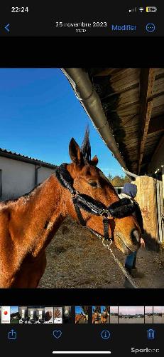 Equitation - Licol équitation en mouton synthétique Cheval - photo 5