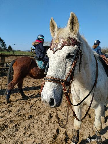 Equitation - Bridon caveçon side pull - photo 3