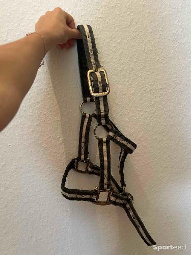 Licol shetland rose et gris