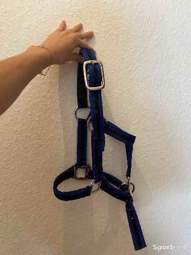 Licol bleu et noir shetland