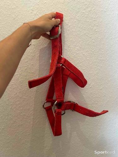 Licol rouge taille 1 