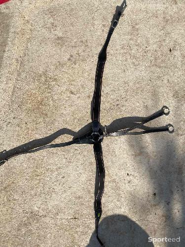 Collier de chasse / martingale noir