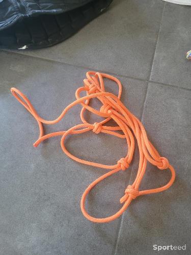 Licol étiologie cob 