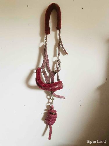 Licol moumoute  + Longe Cob bordeaux 