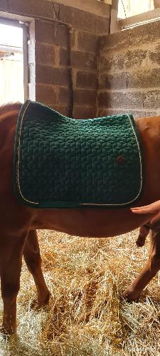 Equitation - Tapis Kentucky  - photo 6