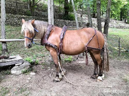 Equitation - Attelage cheval - photo 4