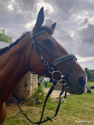 Equitation - Filet noir et doré taille cheval  - photo 4