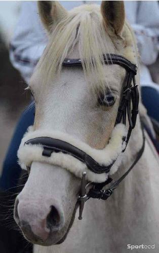 Equitation - filet d’équitation  - photo 3