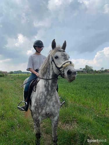 Equitation - filet d’équitation  - photo 3