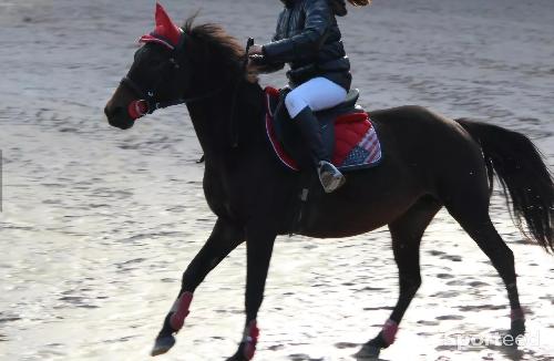 Equitation - Guêtre Lamicelle France confoEnsemble rouge et marinert - photo 4