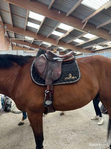 Equitation - Selle antares veau marron - photo 6