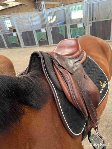 Equitation - Selle antares veau marron - photo 6