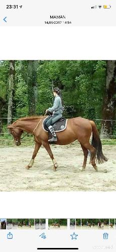 Equitation - Selle mixte  - photo 3