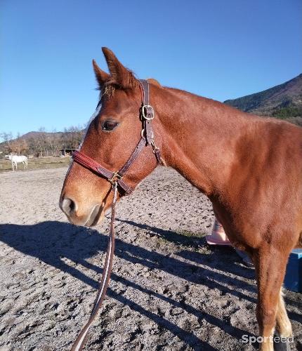 Equitation - Licol Devoucoux  - photo 3