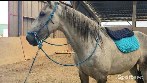 Equitation - Tapis d’équitation  - photo 3