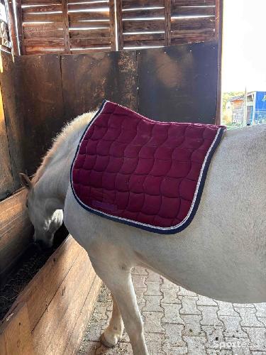 Equitation - Tapis HARCOUR  - photo 5