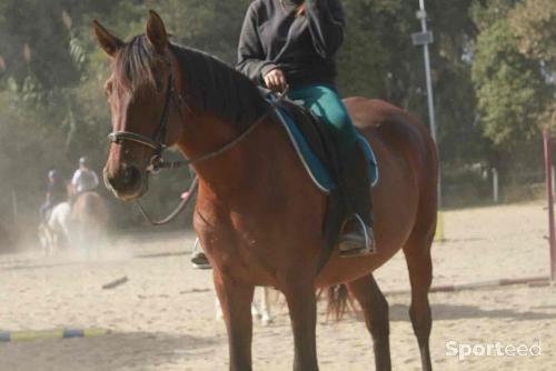 Equitation - filet complet marron - photo 4