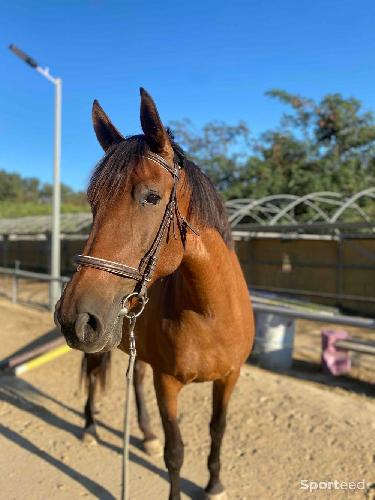 Equitation - filet complet marron - photo 4