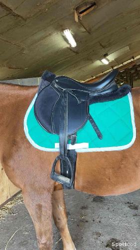 Amortisseur poney d / cheval 