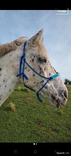 Equitation - Licol éthologique cheval  - photo 3