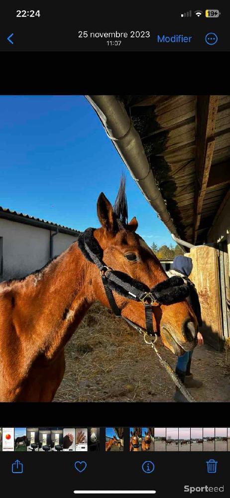 Equitation - Licol équitation en mouton synthétique Cheval - photo 2