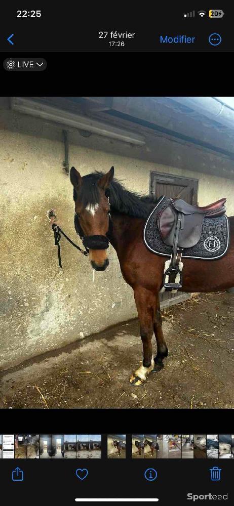 Equitation - Licol équitation en mouton synthétique Cheval - photo 3