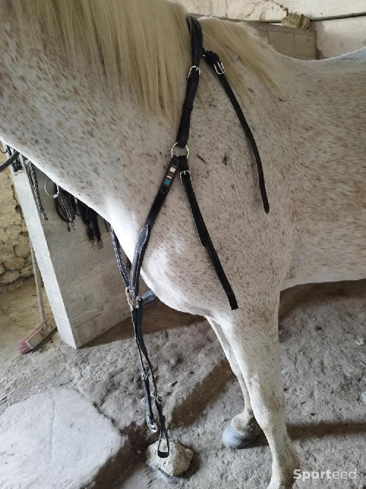 Equitation - Collier de chasse + martingale  - photo 1