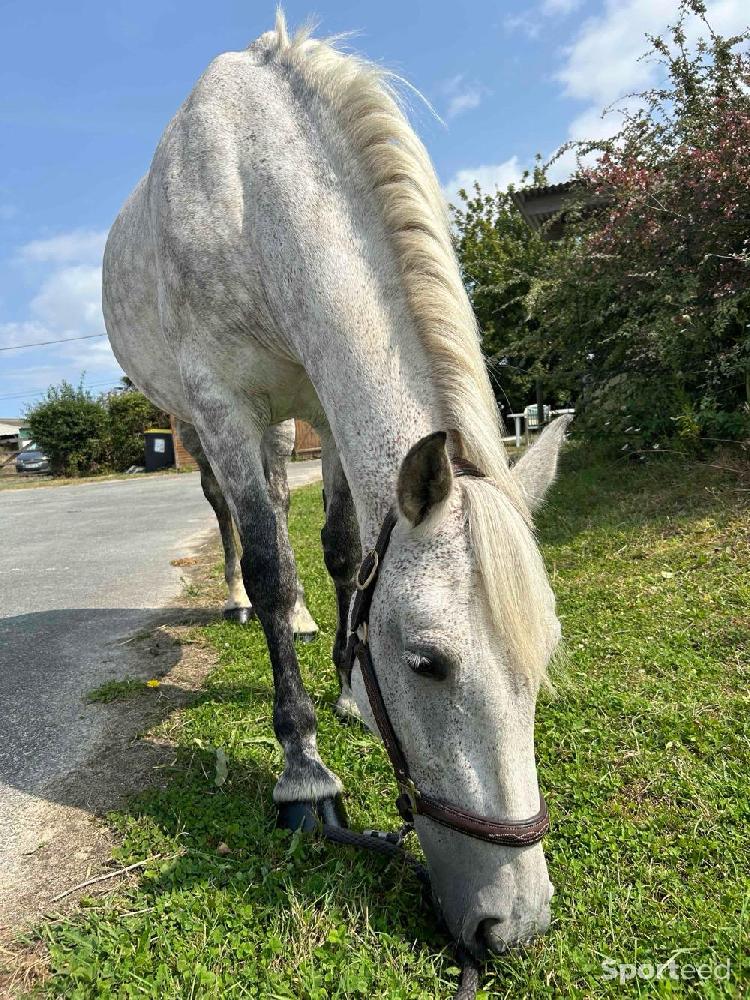 Equitation - Licol en cuir - photo 1