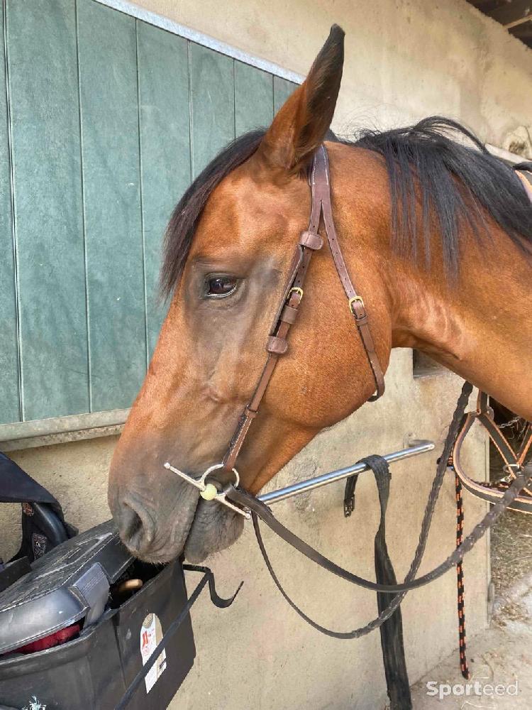 Equitation - Têtière Éric Thomas  - photo 1