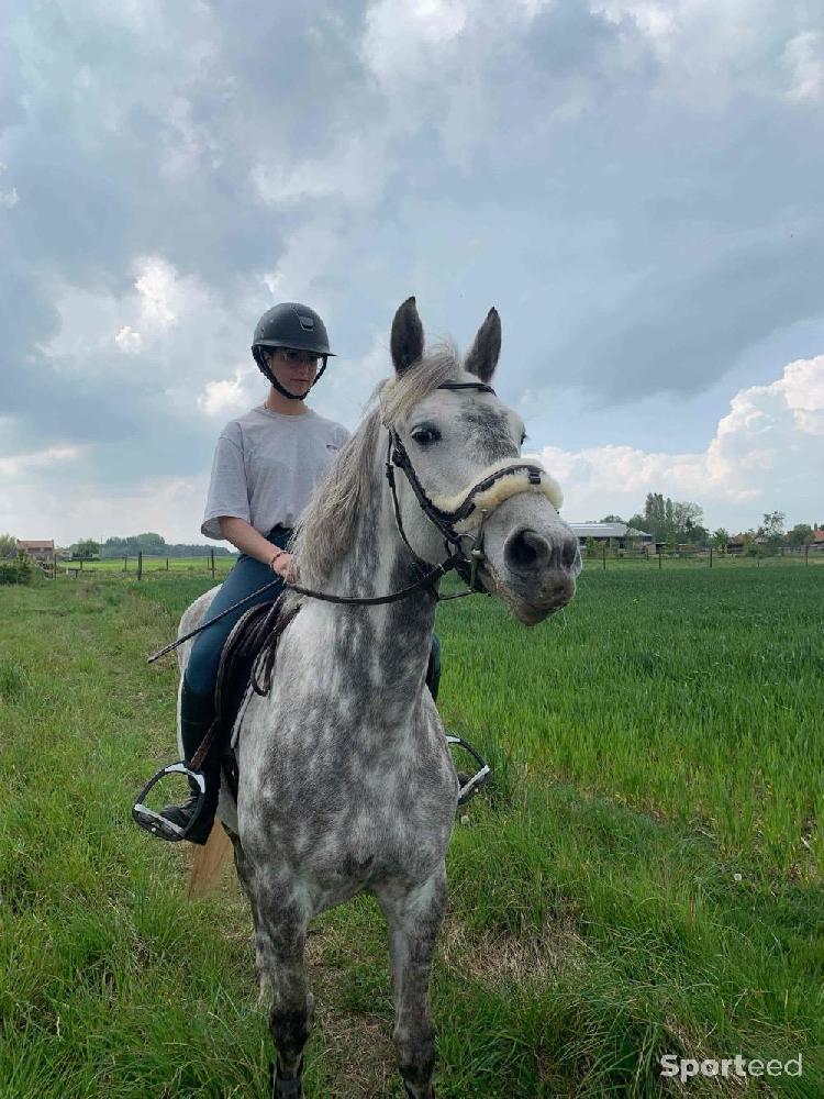 Equitation - filet d’équitation  - photo 2