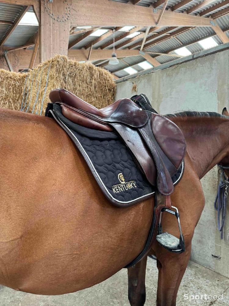 Equitation - Selle antares veau marron - photo 5