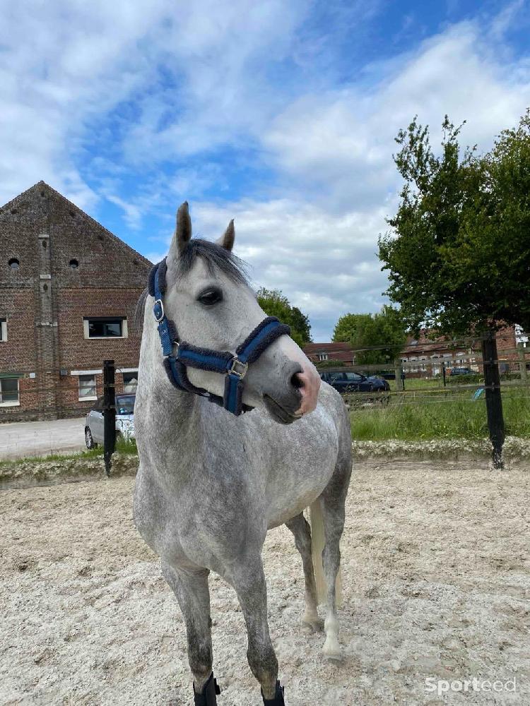 Equitation - licol en mouton  - photo 1