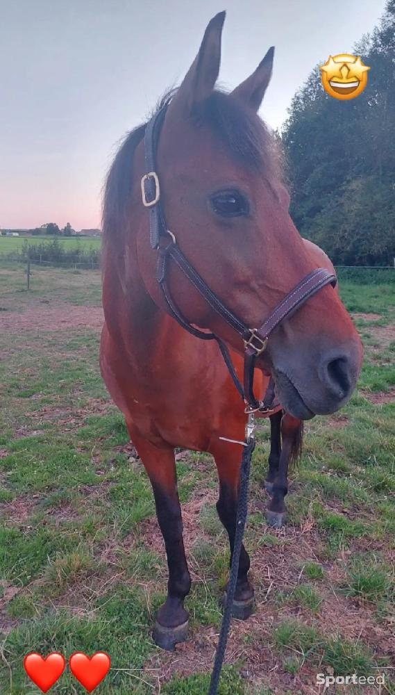 Equitation - Licol en cuir - photo 1