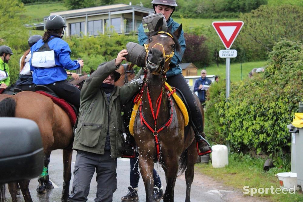 Equitation - Collier de chasse et martingale ZILCO - photo 2