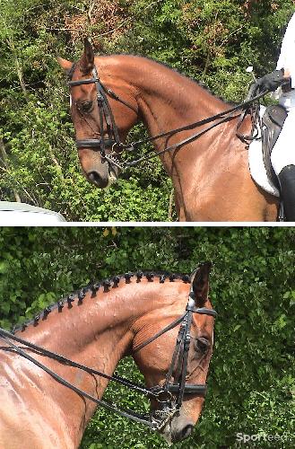 Equitation - Bride en cuir doublé Pagony - photo 6