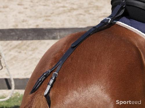 Croupière noire Shetland