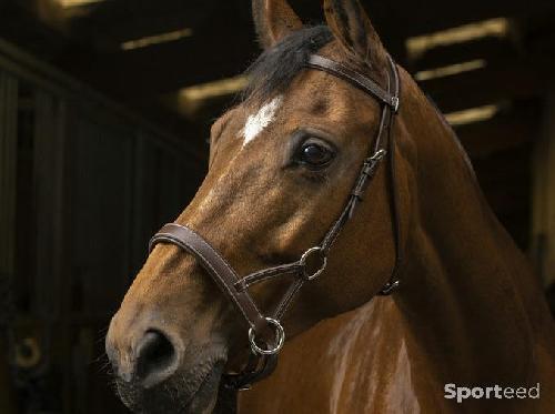 Equitation - Side-Pull « Confort » havane cheval - photo 6