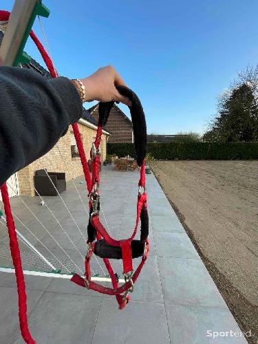 Equitation - licol  - photo 6