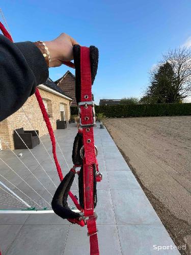 Equitation - licol  - photo 6