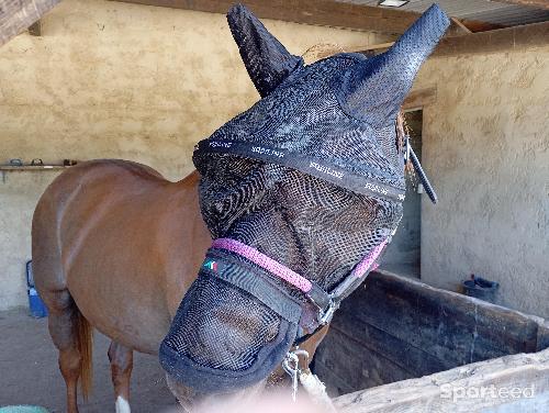 Equitation - maquette anti-mouche  - photo 6