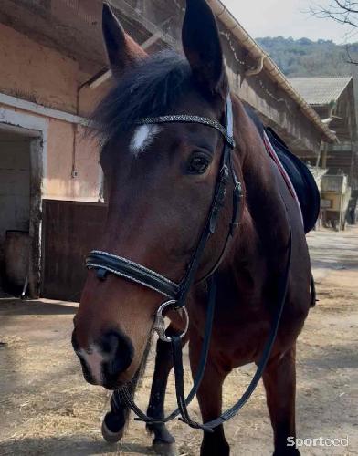 Equitation - Filet Norton  - photo 3