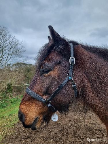 Equitation - licol cuir paillettes neufs noir ou marron, cob ou cheval  - photo 6