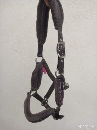 Equitation - Licol moumoute  - photo 4