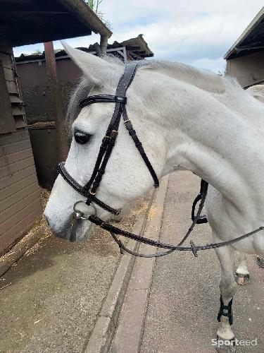 Equitation - Bridon Marengo COB - photo 6