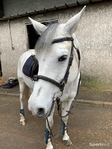 Equitation - Bridon Marengo COB - photo 6