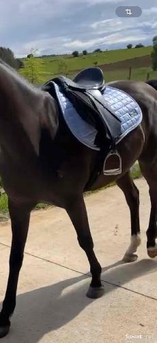Equitation - Selle - photo 3