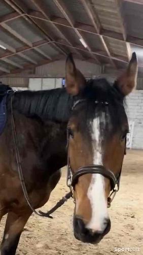 Equitation - Bridon - photo 4